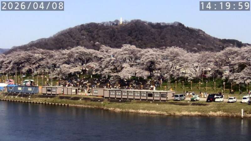 おおがわら桜まつり桜並木ライブカメラ(宮城県大河原町町) 2026年4月8日 白石川堤一目千本桜