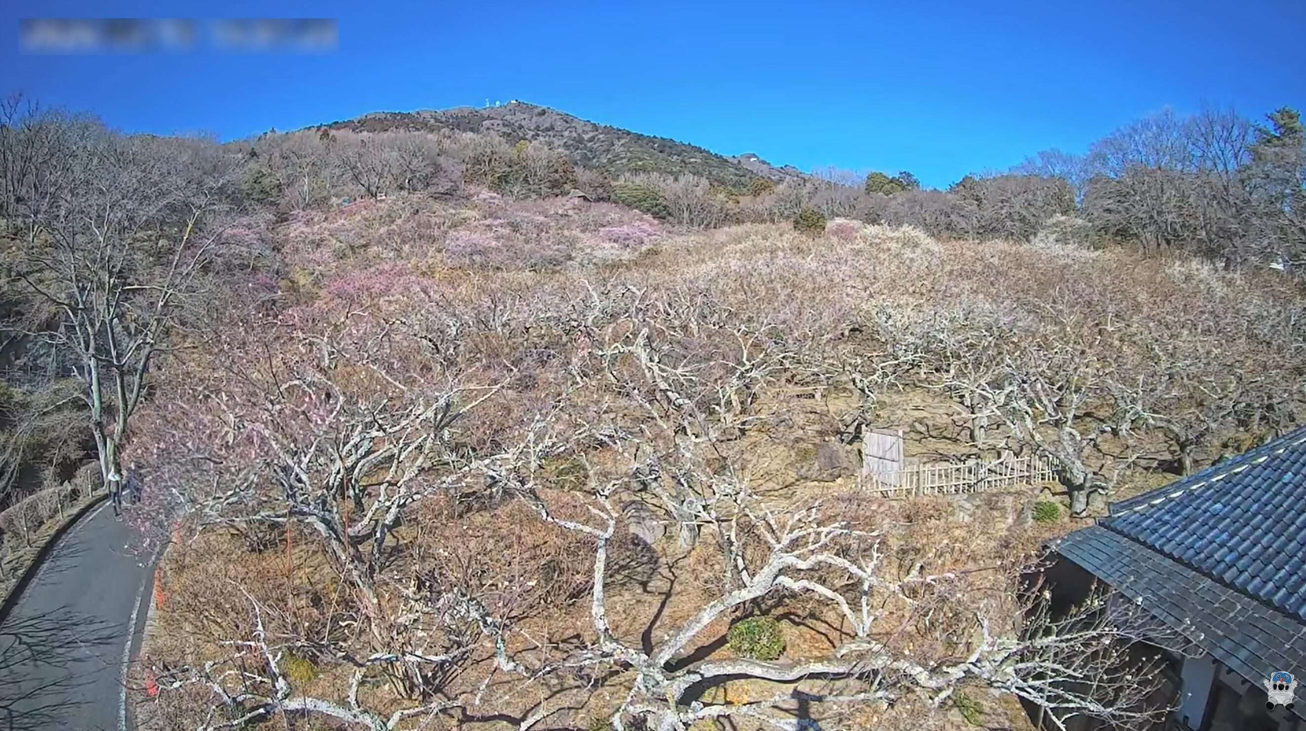 筑波山梅まつりライブカメラ(茨城県つくば市沼田)