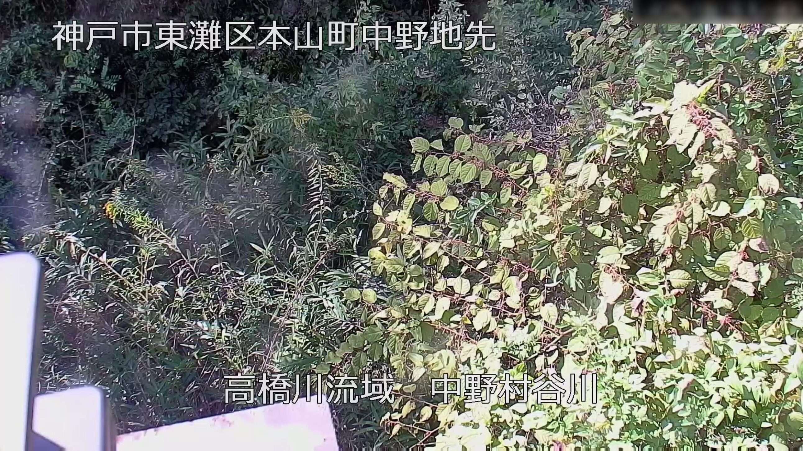 高橋川流域中野村谷川ライブカメラ(兵庫県神戸市東灘区)