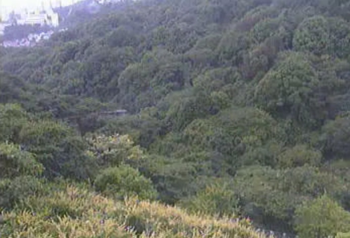 住吉川流域荒神山堰堤ライブカメラ(兵庫県神戸市東灘区)