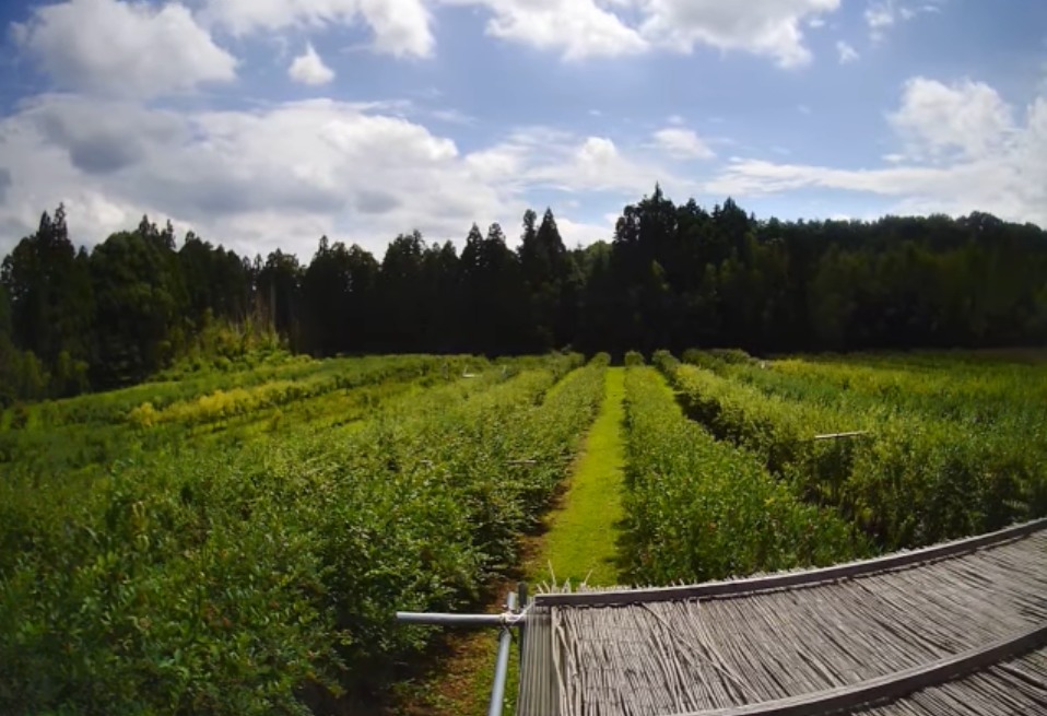 ブルーベリーフレンドファームライブカメラ(茨城県常陸大宮市山方)