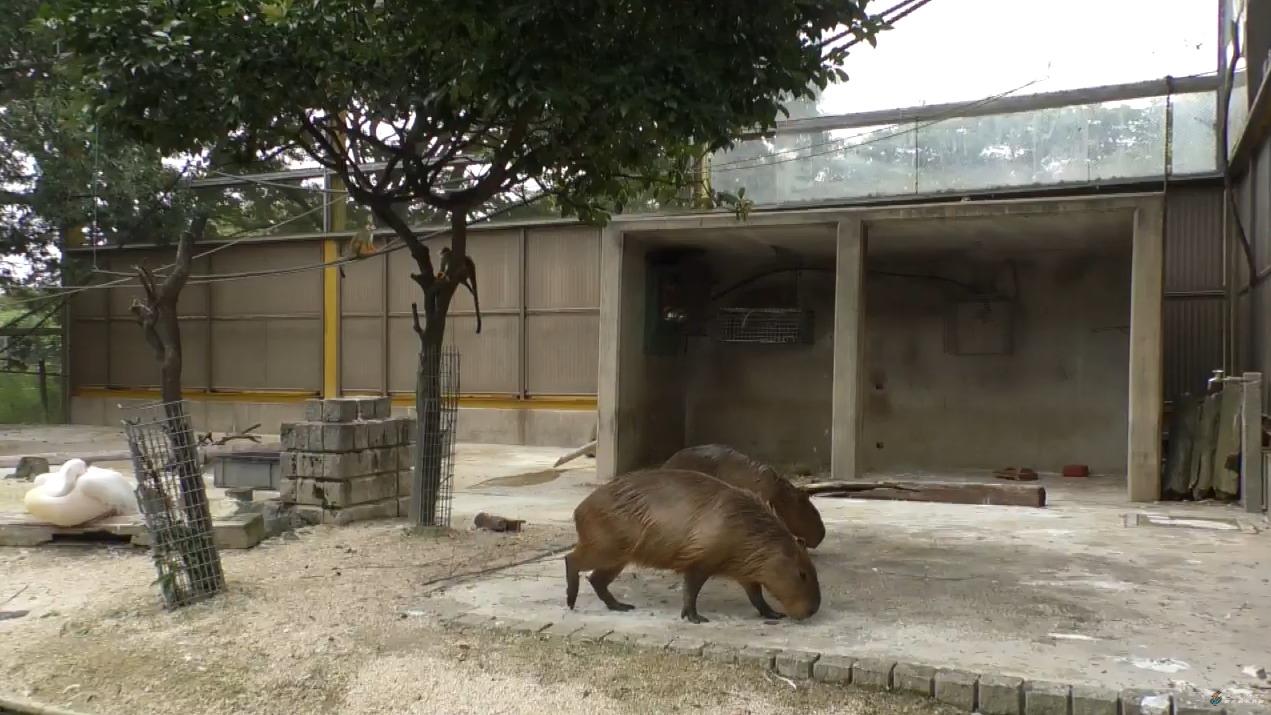 東武動物公園カピバラライブカメラ(埼玉県宮代町須賀)