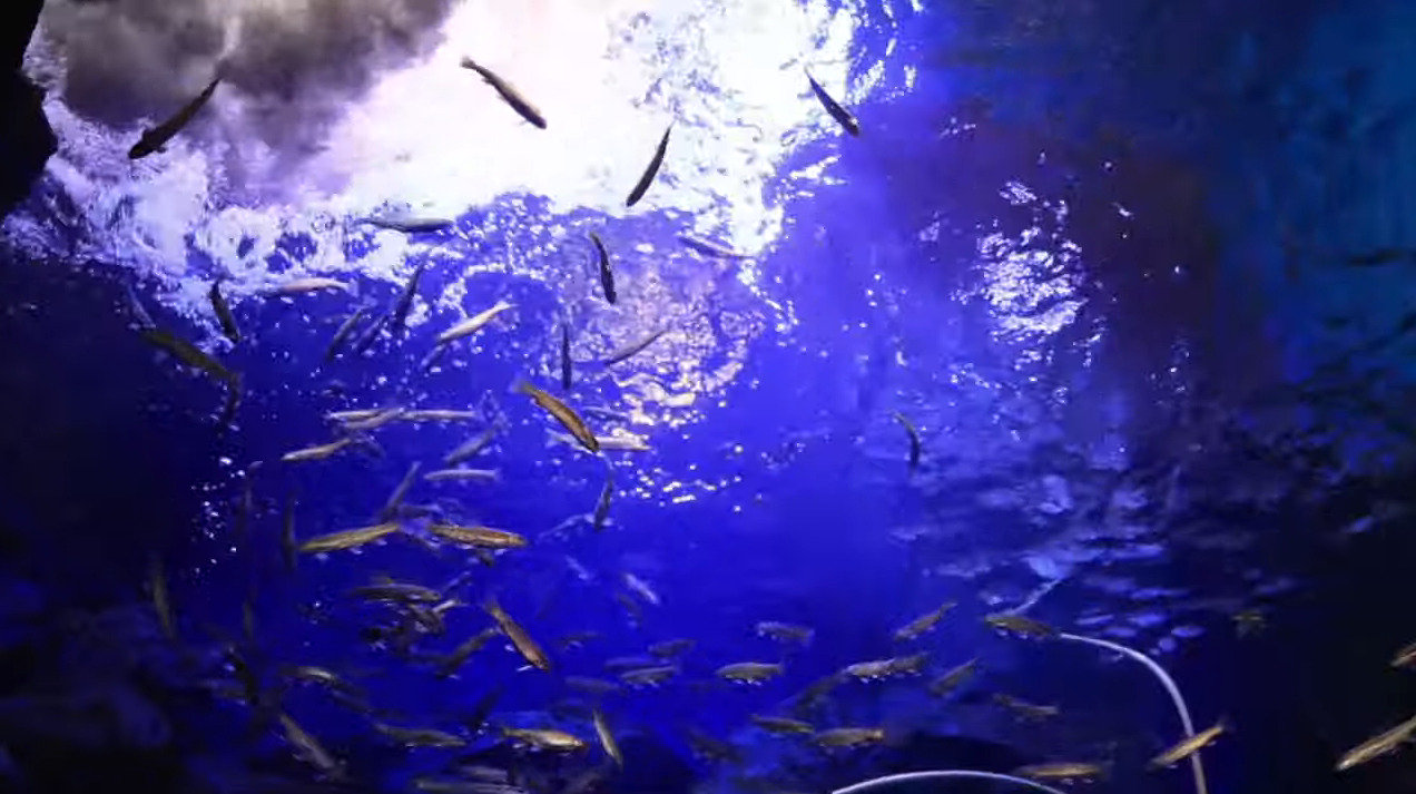 北の大地の水族館滝つぼ水槽ライブカメラ(北海道北見市留辺蘂町松山)