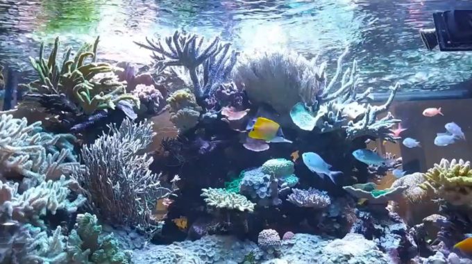 イノカサンゴ礁水槽ライブカメラ(東京都港区虎ノ門)