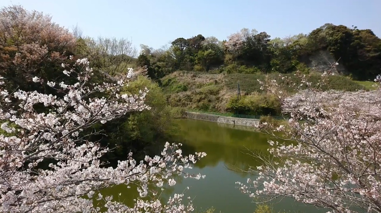 掛茶料理むとう桜ライブカメラ(静岡県掛川市上張)