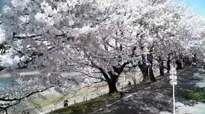 大河原一目千本桜ライブカメラ(宮城県大河原町大谷)