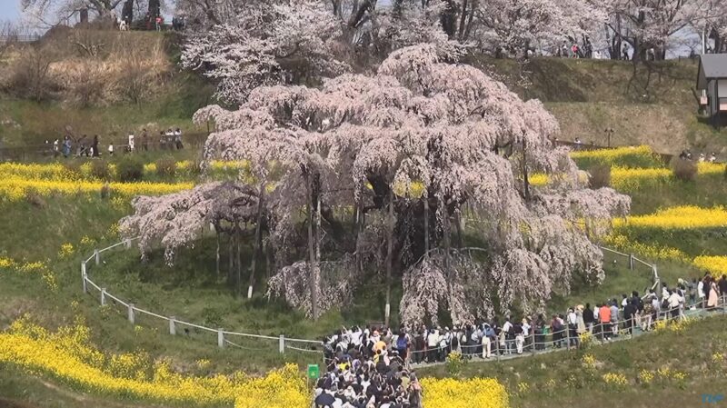 TUF三春滝桜ライブカメラ(福島県三春町滝)