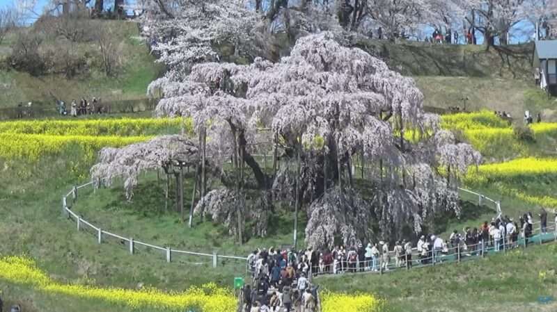 TUF三春滝桜ライブカメラ(福島県三春町滝) 2026年4月8日 日本三大桜のひとつである満開の三春滝桜