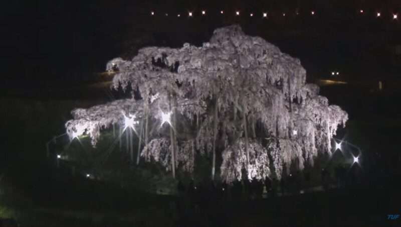 TUF三春滝桜ライブカメラ(福島県三春町滝) 2026年4月8日 三春滝桜の夜桜ライトアップ