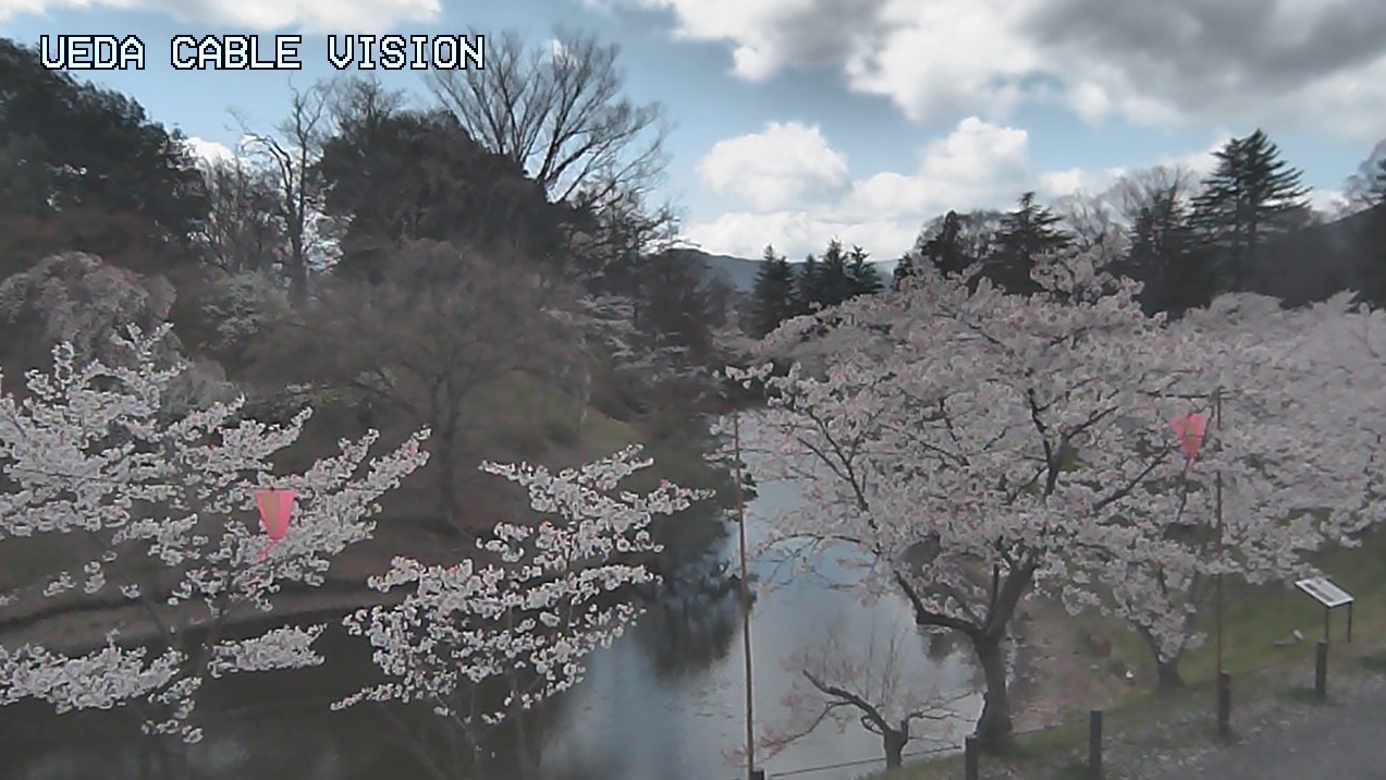 UCV上田城千本桜お堀北側ライブカメラ(長野県上田市二の丸)