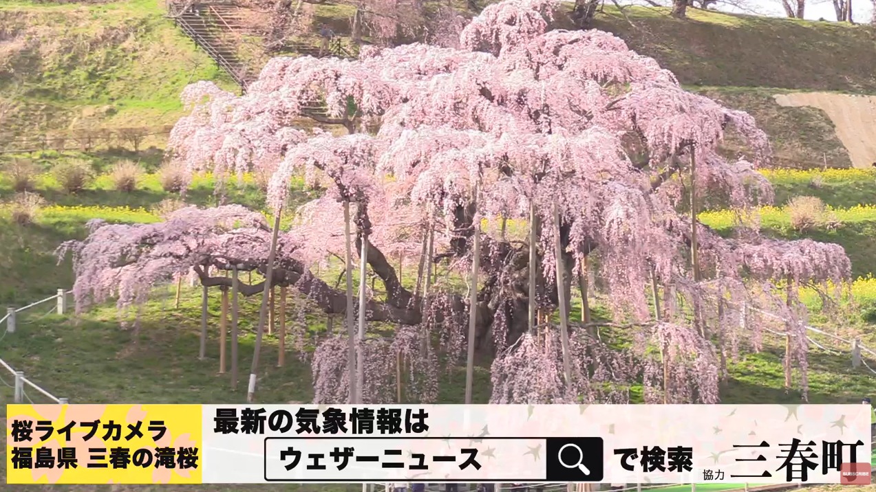 ウェザーニュース三春滝桜ライブカメラ(福島県三春町滝)
