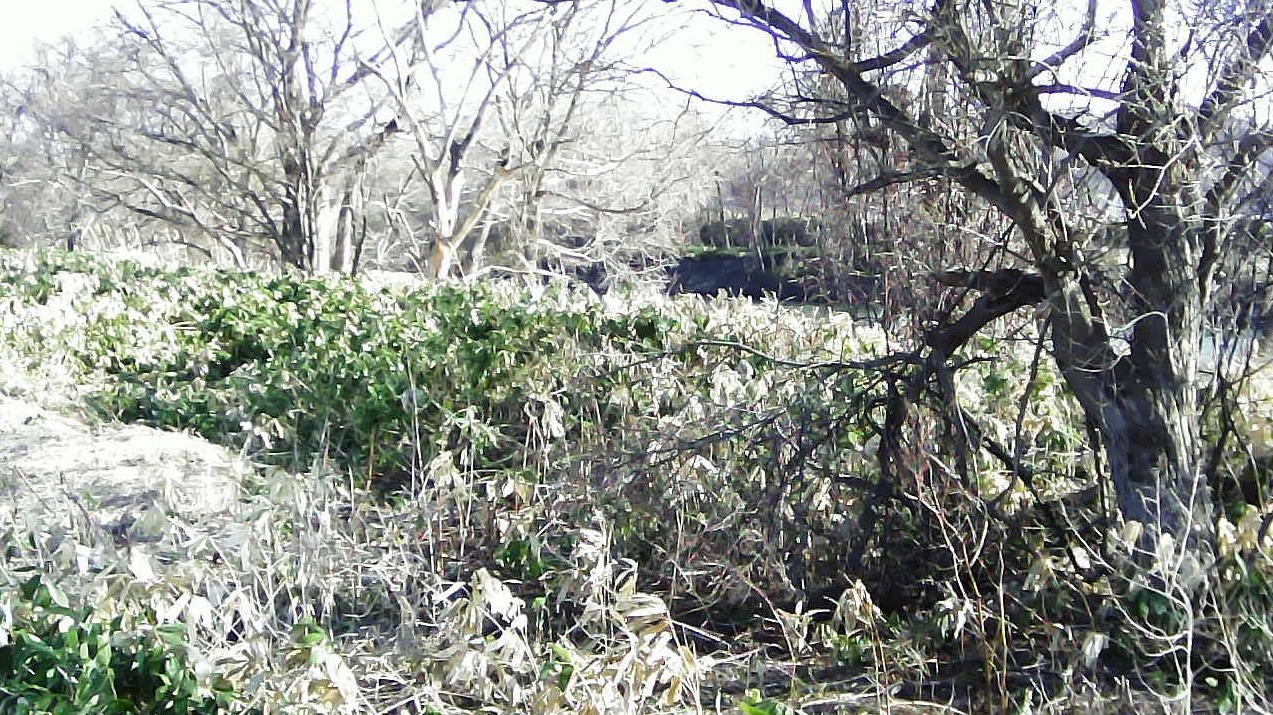 石狩川132.4KP右岸ライブカメラ(北海道深川市納内町)