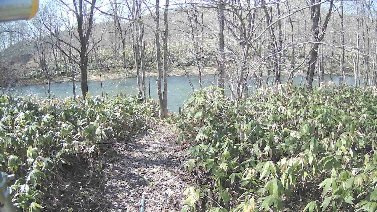 名寄川26.2KP左岸堤外ライブカメラ(北海道下川町二の橋)