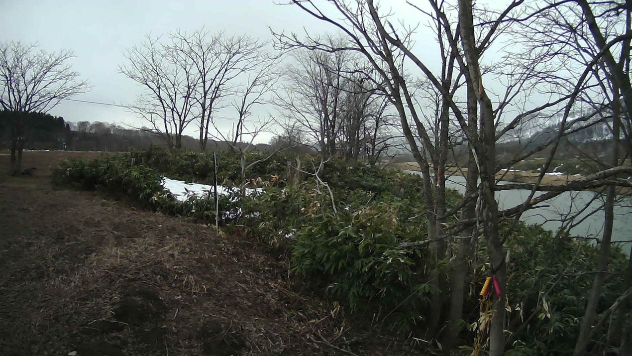 天塩川98.0KP右岸ライブカメラ(北海道音威子府村咲来)
