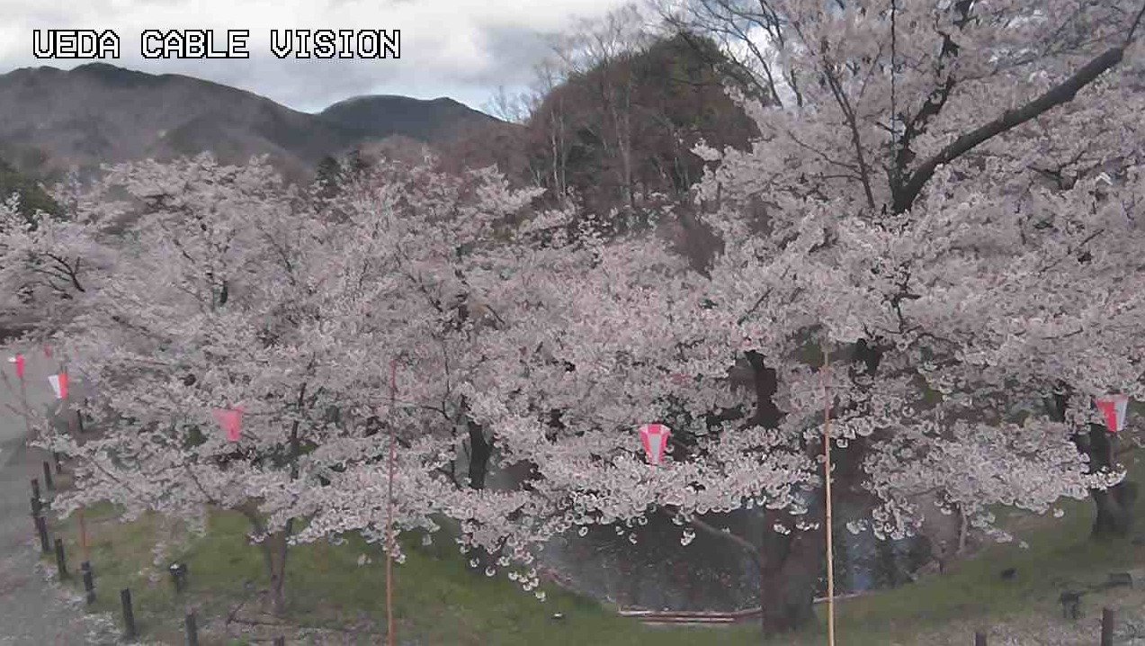 UCV上田城千本桜お堀東側ライブカメラ(長野県上田市二の丸)