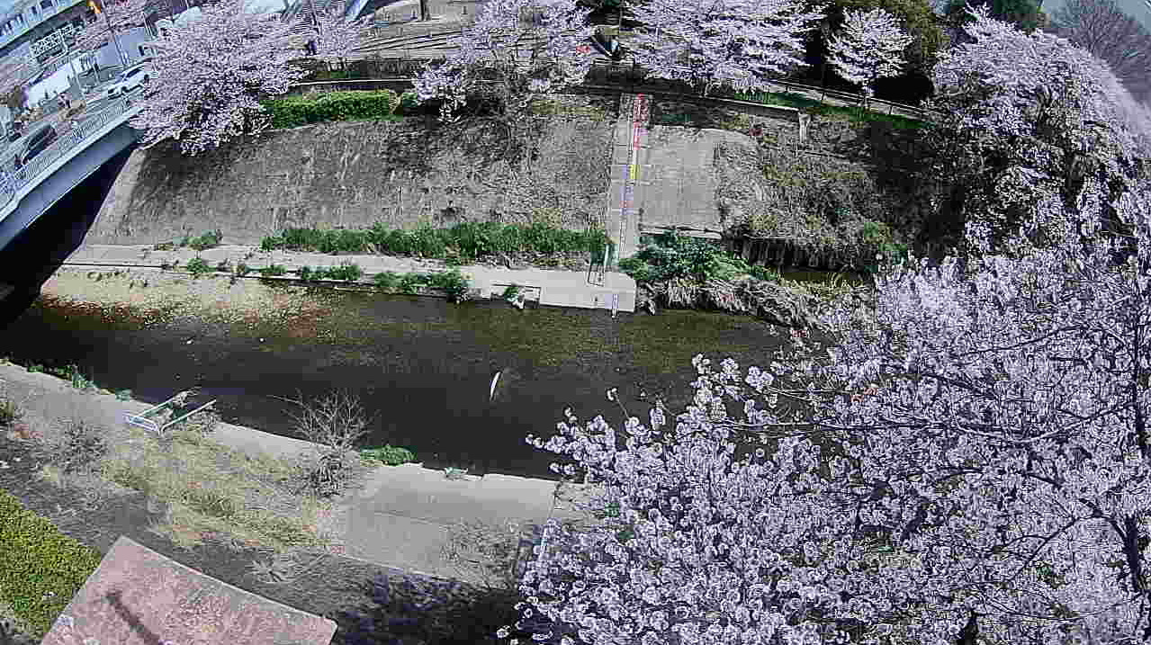 山崎川瑞穂ライブカメラ(愛知県名古屋市瑞穂区)