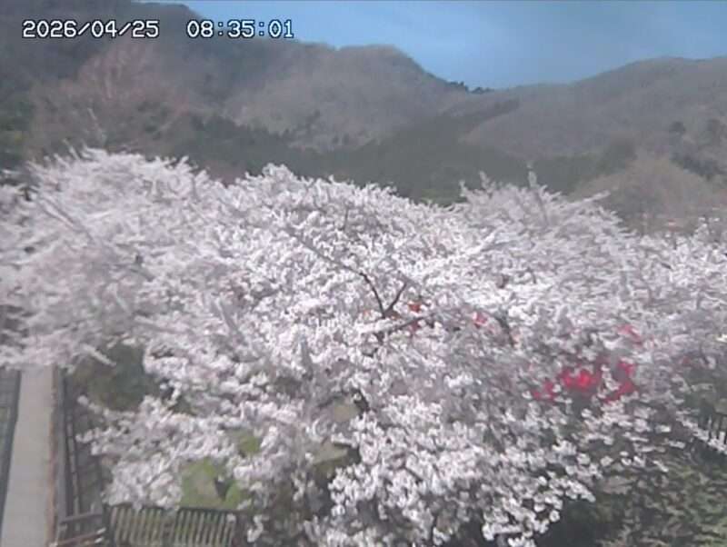 函館公園ライブカメラ(北海道函館市青柳町) 2026年4月25日 桜開花状況(満開)