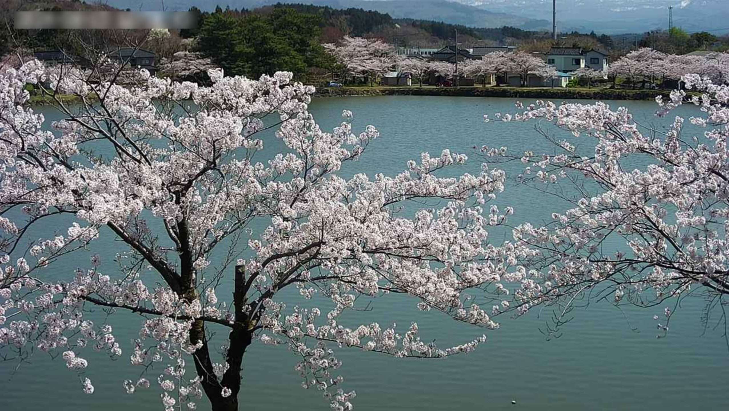 勢至公園桜開花状況第3ライブカメラ(秋田県にかほ市金浦)