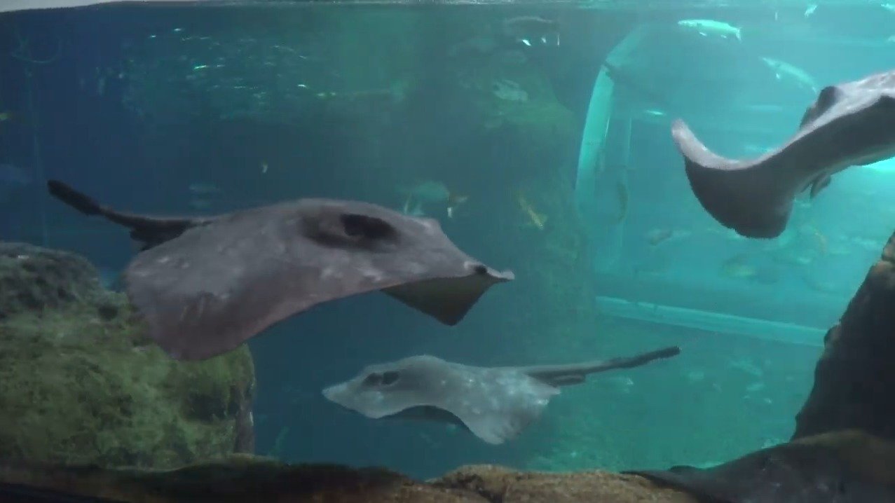 新江ノ島水族館相模湾大水槽ライブカメラ(神奈川県藤沢市片瀬海岸)