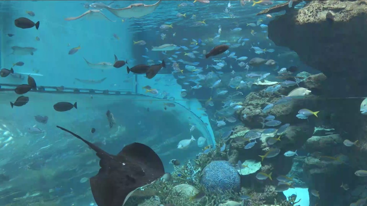 享受一趟海洋旅程，悉尼水族馆SEA LIFE Sydney Aquarium让你通过海洋隧道，寻找美人鱼的踪影 | Come On Lets ...