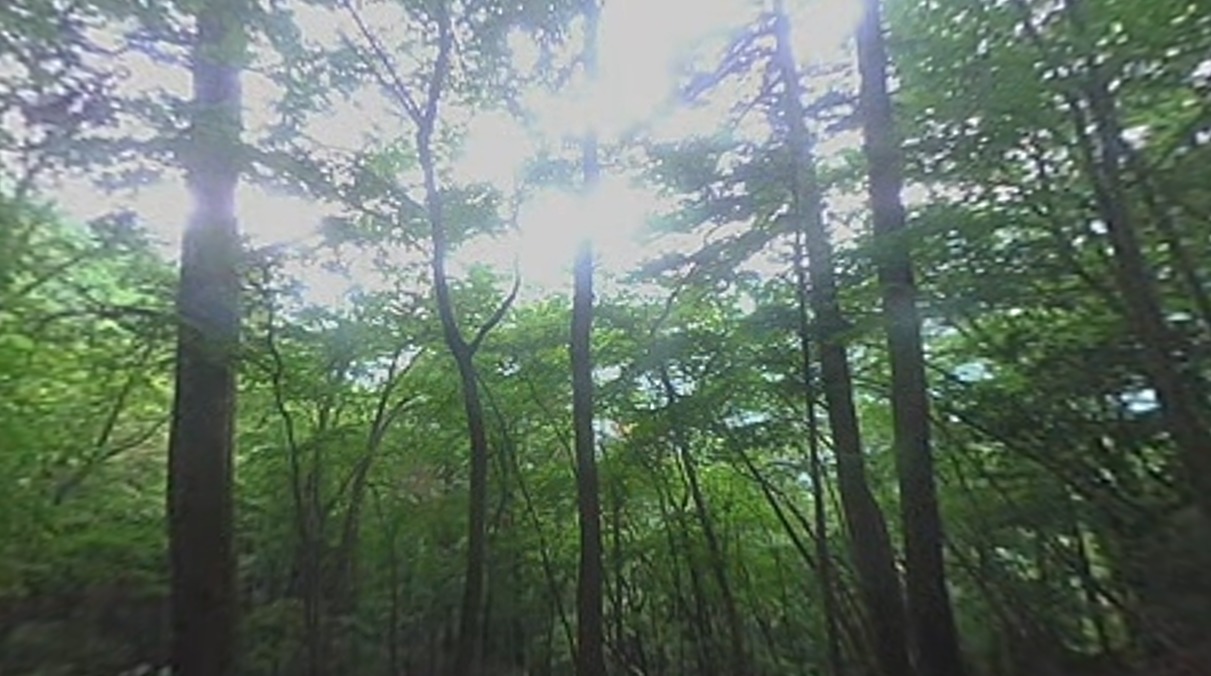 ForestNotes奥多摩ライブカメラ(東京都奥多摩町)