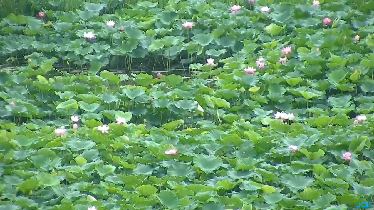 高田城址公園蓮花群ライブカメラ(新潟県上越市本城町)
