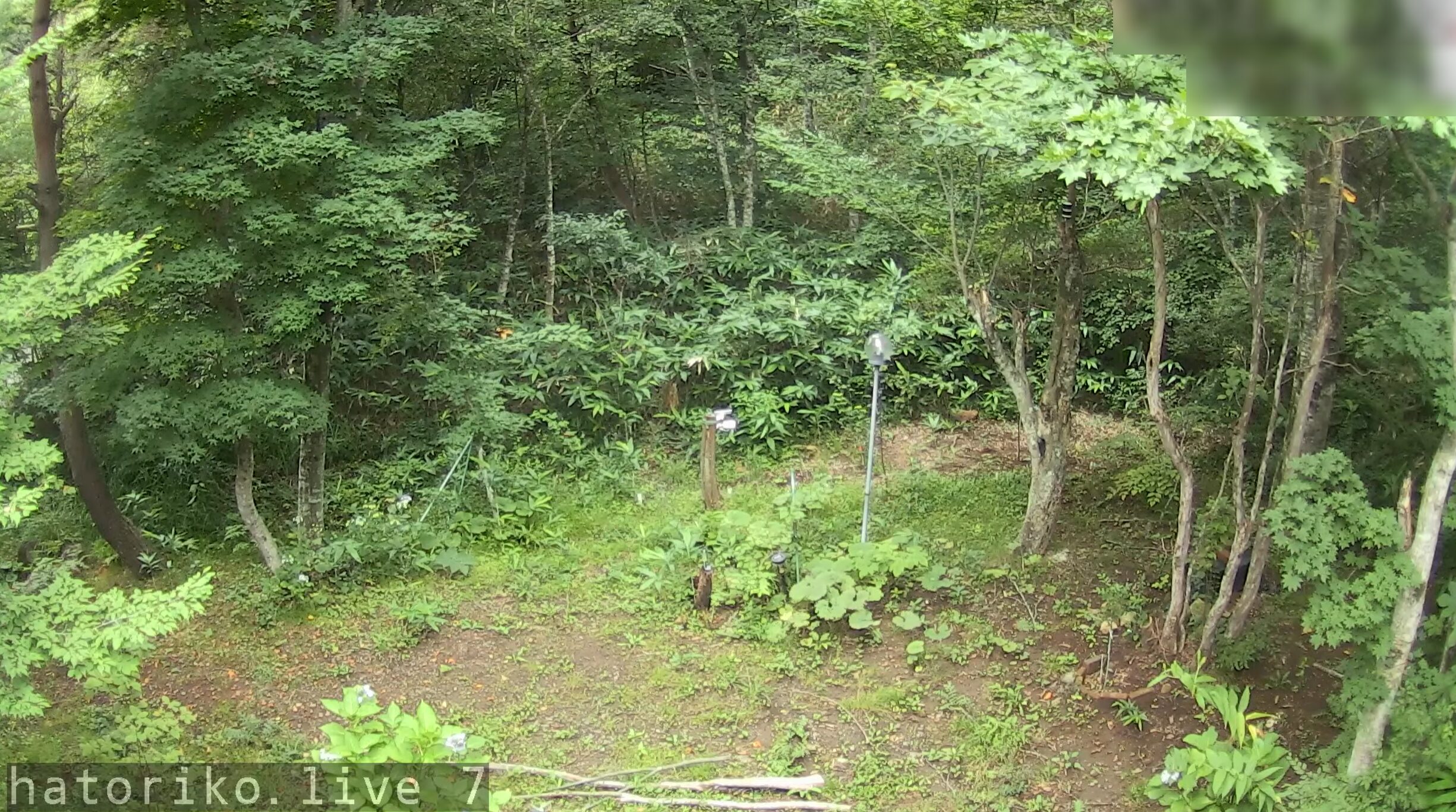 羽鳥湖平和郷別荘地ライブカメラ(福島県天栄村田良尾)