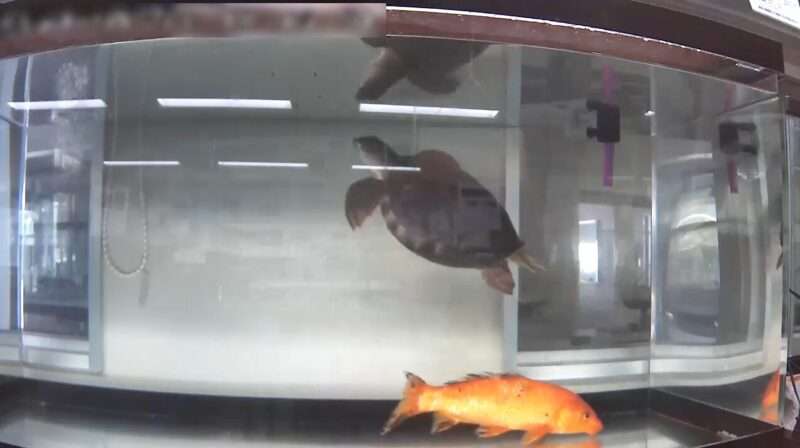 香川県立多度津高等学校ミニ水族館水槽ライブカメラ(香川県多度津町栄町)