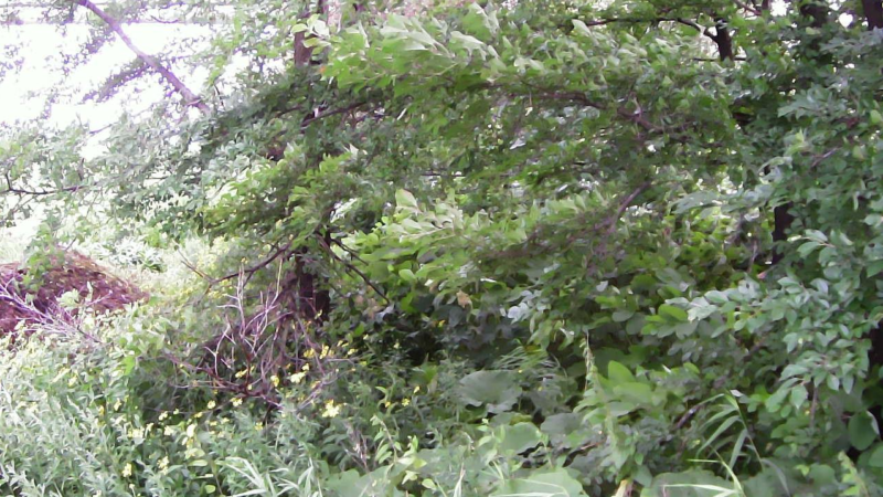 雨竜川27.6KP右岸上流ライブカメラ(北海道沼田町高穂)