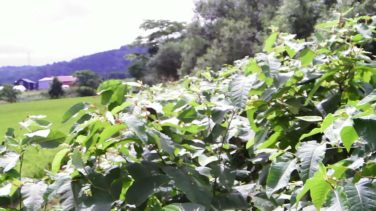 雨竜川33.0KP左岸下流ライブカメラ(北海道深川市多度志)