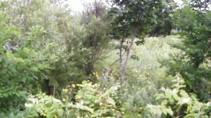 雨竜川46.4KP左岸上流ライブカメラ(北海道深川市幌内)