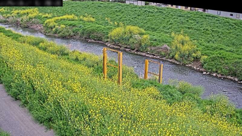新河岸川新河岸川放水路下流観測局ライブカメラ(埼玉県川越市渋井)