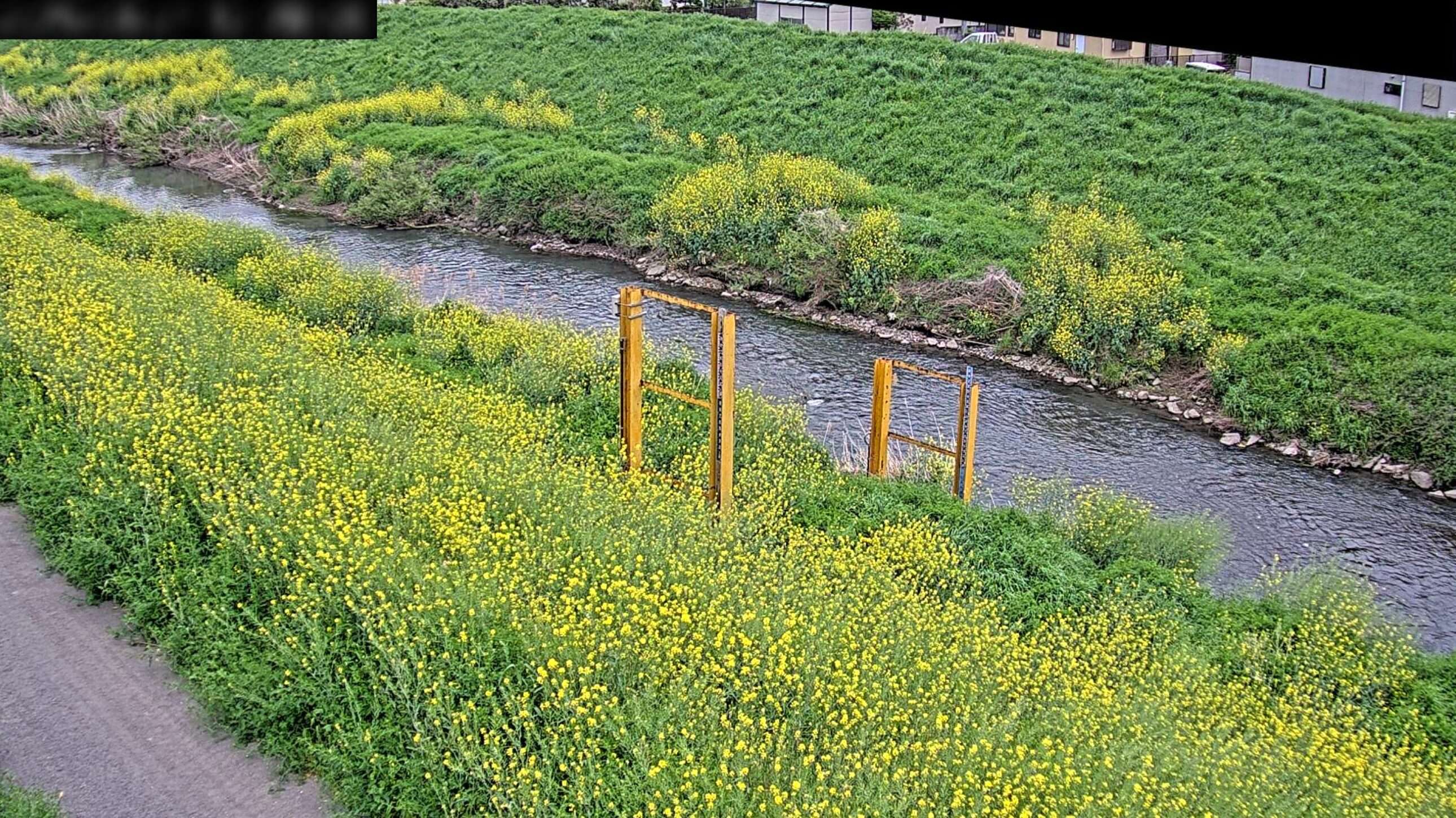 新河岸川新河岸川放水路下流観測局ライブカメラ(埼玉県川越市渋井)