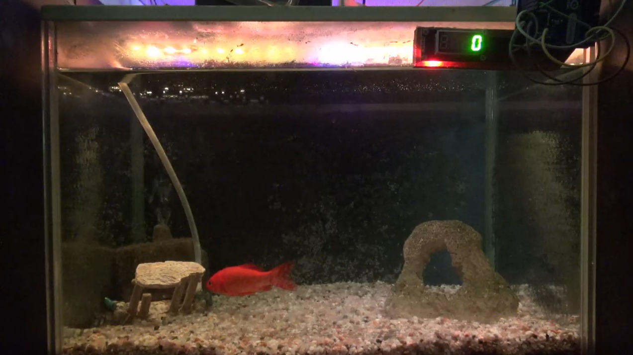 BANTV金魚水槽ライブカメラ(滋賀県大津市)