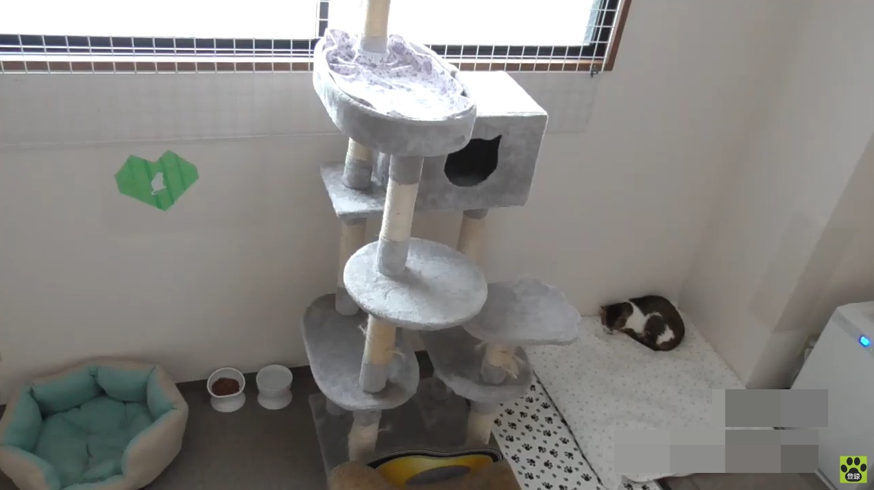 保護ねこの家第4ライブカメラ(大阪府大阪市浪速区)