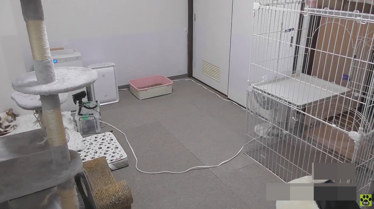 保護ねこの家第5ライブカメラ(大阪府大阪市浪速区)