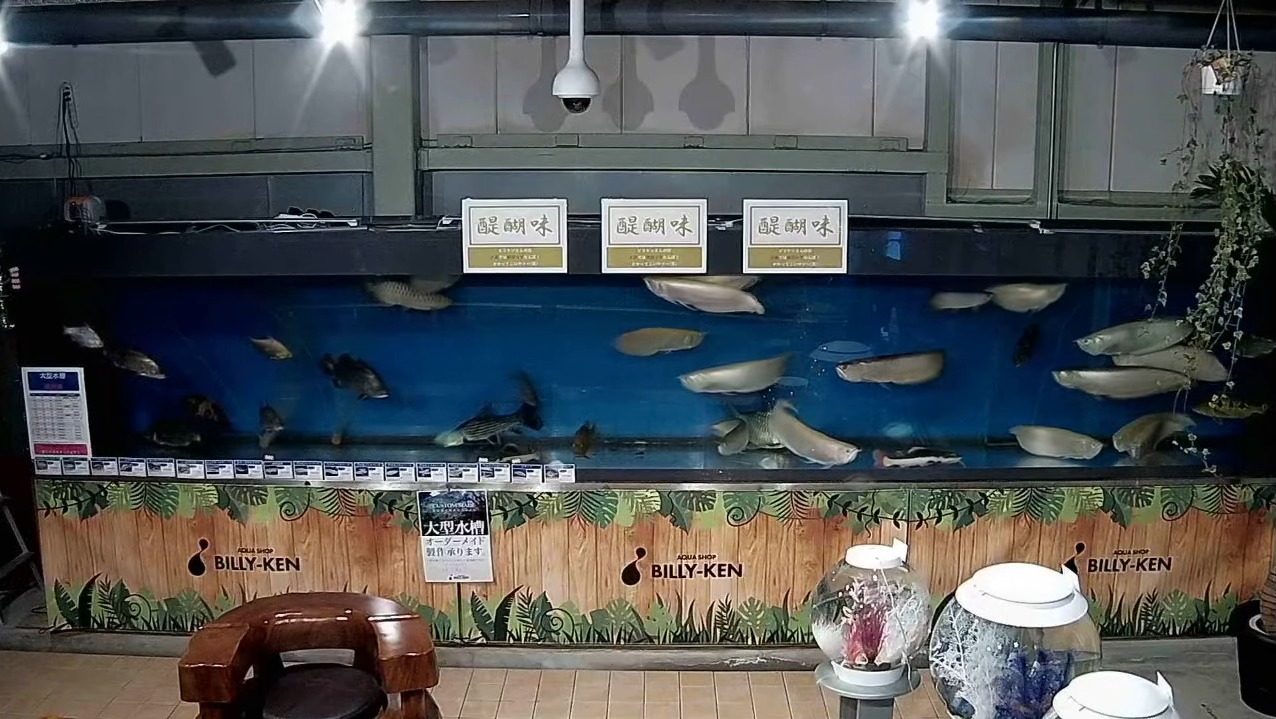 アクアショップビリーケン大型熱帯魚ライブカメラ(大阪府大阪市東成区)