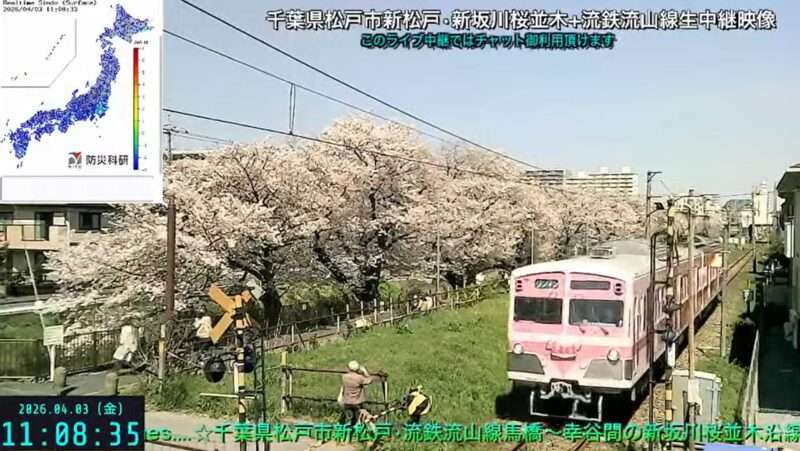 トレインタイムス流鉄流山線ライブカメラ(千葉県松戸市新松戸) 2026年4月3日 新坂川桜並木と流鉄流山線
