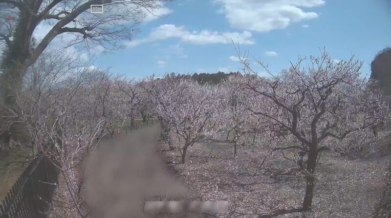 偕楽園梅林ライブカメラ(茨城県水戸市見川)