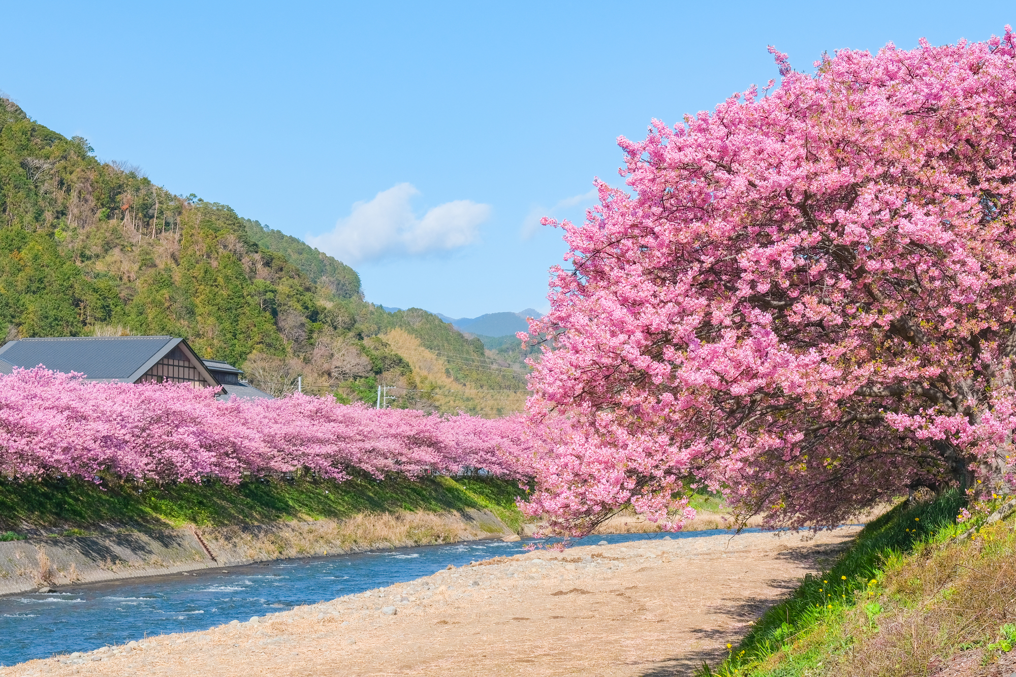2022 河津 松田 町 桜 三浦海岸の河津桜2022！見頃や開花は？桜まつりやライトアップは？