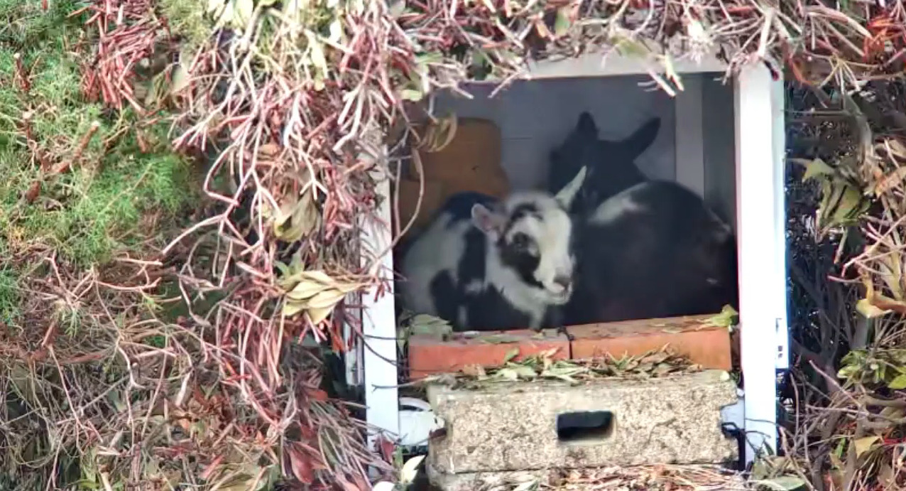 壱岐島パンダヤギ牧場ライブカメラ(長崎県壱岐市)