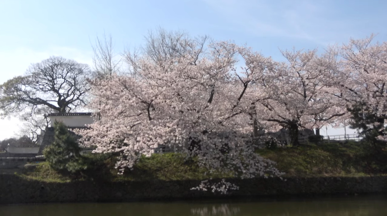 福岡城さくらまつりライブカメラ(福岡県福岡市中央区)