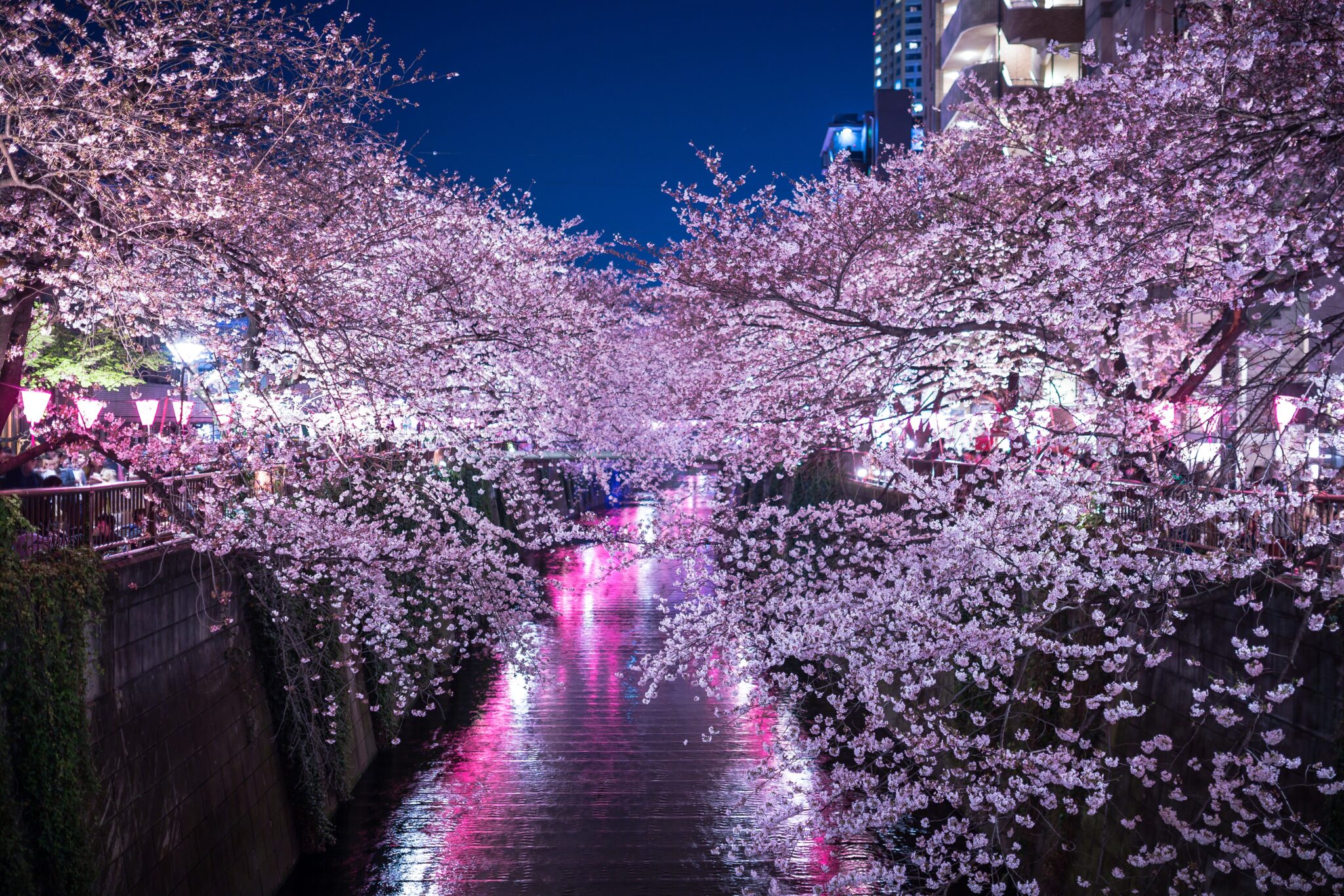 目黒川桜並木ライブカメラ一覧 | ライブカメラDB