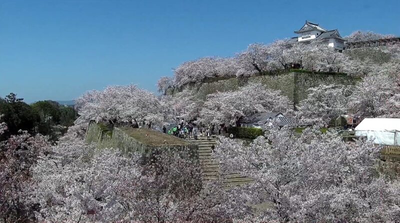 津山城鶴山公園ライブカメラ(岡山県津山市山下)