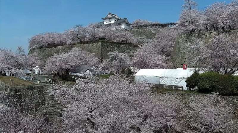 津山城鶴山公園ライブカメラ(岡山県津山市山下) 2026年4月3日 満開の桜