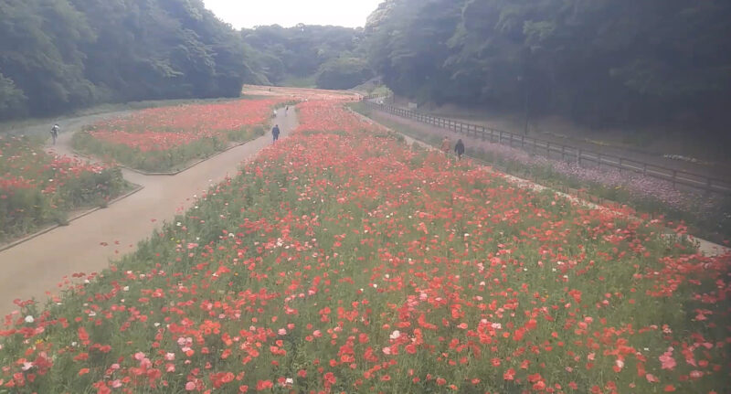 くりはま花の国ライブカメラ(神奈川県横須賀市神明町)