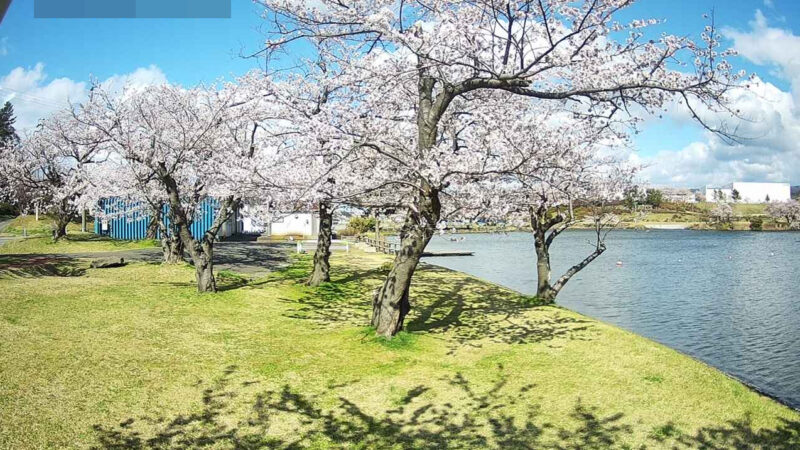 南極公園桜開花状況第1ライブカメラ(秋田県にかほ市黒川)