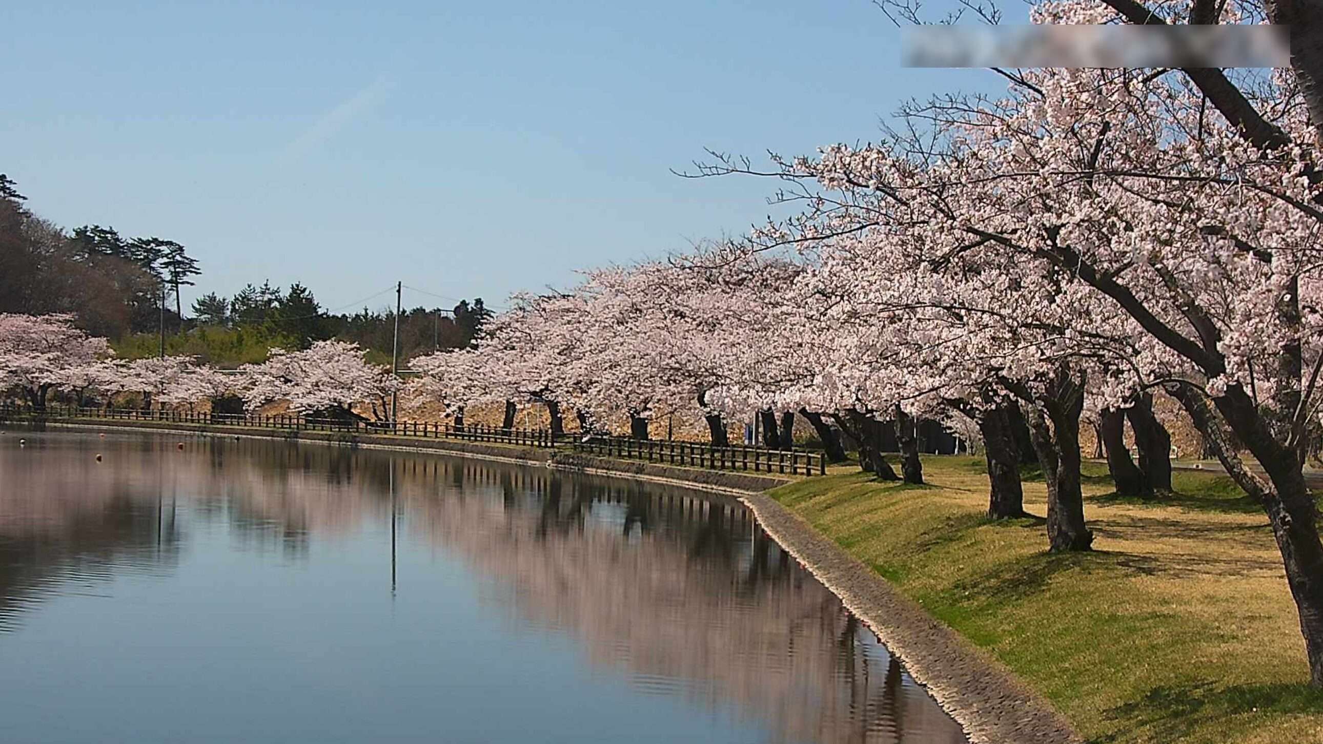 南極公園桜開花状況第2ライブカメラ(秋田県にかほ市黒川)