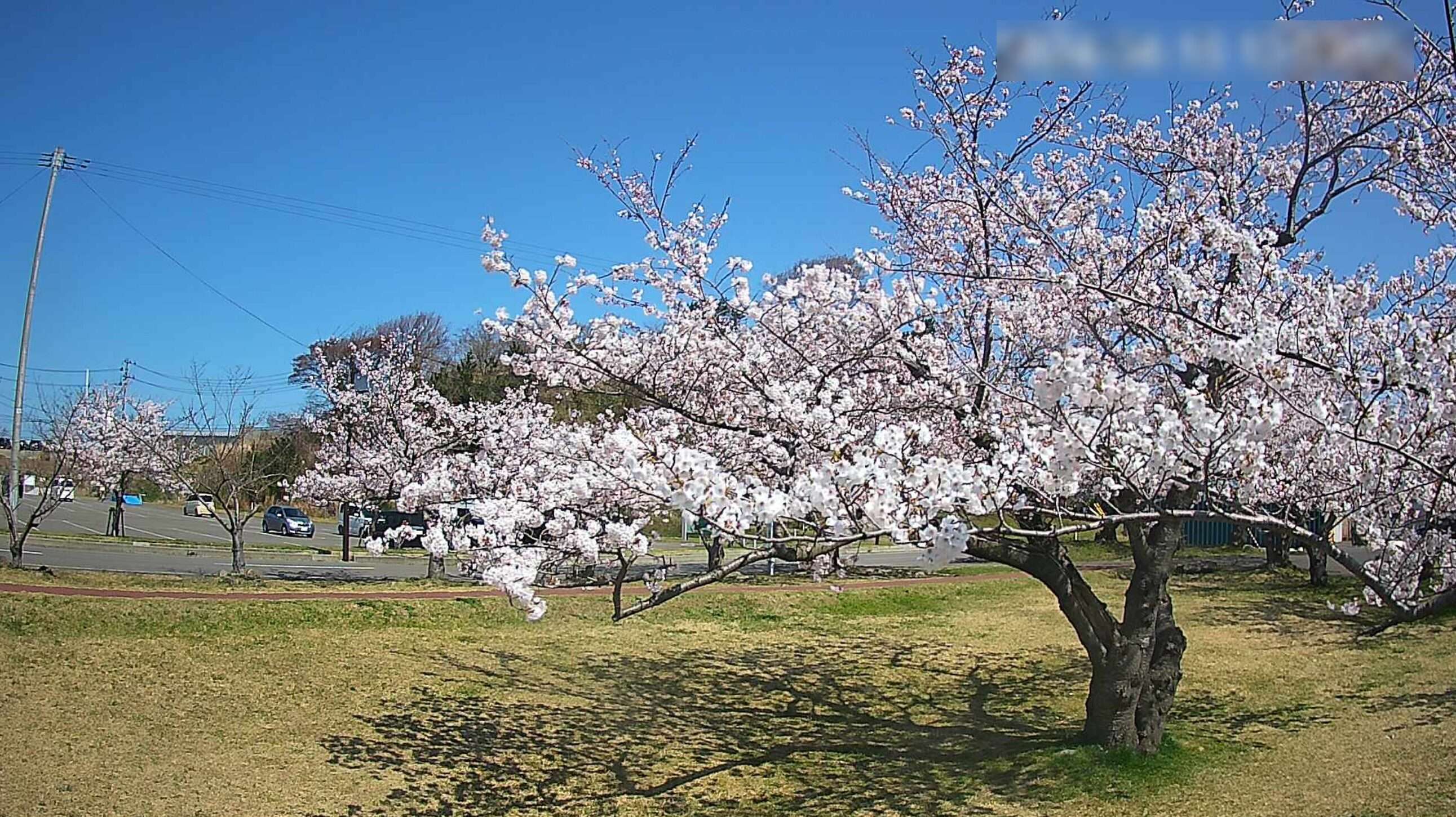 南極公園桜開花状況第4ライブカメラ(秋田県にかほ市黒川)