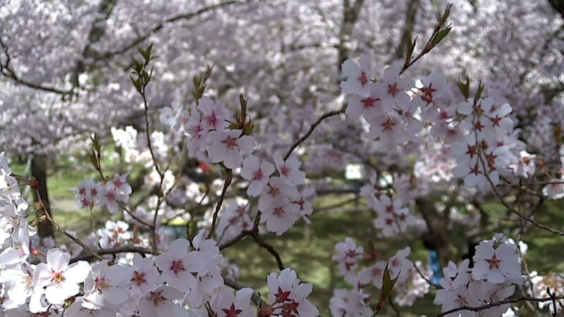 高遠城址公園桜ライブカメラ(長野県伊那市高遠町東高遠)